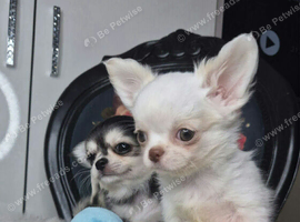 KC registered chihuahua puppies