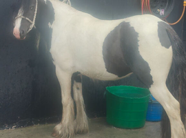 Gorgeous Hoys potential. 3and a half easy filly