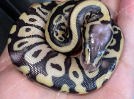2026 hatchlings both sex's