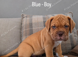 Beautiful Dogue de Bordeaux Puppies