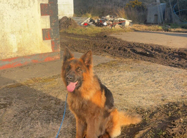 German Shepherd