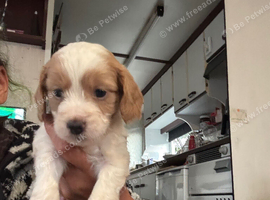 F1 Parti cockapoo 1 toffee boy 1 girl available