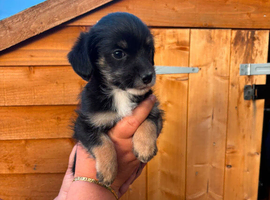 Yorkypoo puppies