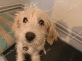 Jackapoo male