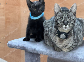 Savanna x British blue