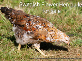 SWEDISH FLOWER HEN - VARIOUS PULLETS - RARE LANDRACE BREED