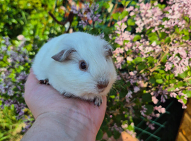 1 stunning baby boar guinea pig