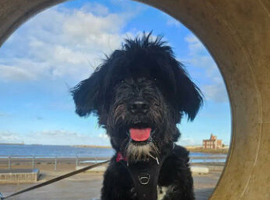 Angel is looking for a forever family