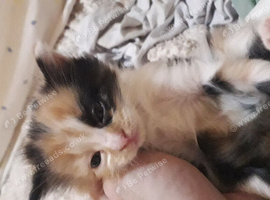Kittens for sale