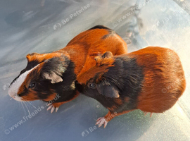 2 Female Guinea Pigs