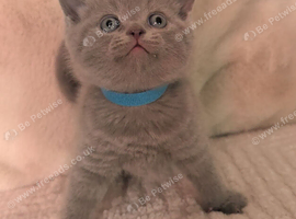 British short haired kittens for sale