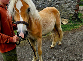 Registered Haflinger gelding