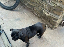 Female dog pug