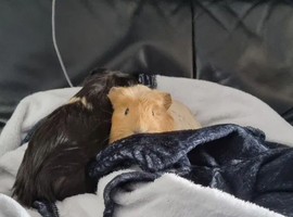Lloyd & Cole - male piggies for rehome