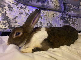 Female rabbit