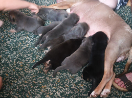 Stunning puppies ready to leave