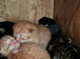 Lovely kittens for Sale