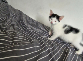 3 beautiful kittens
