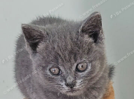 Kittens ready now British Shorthair