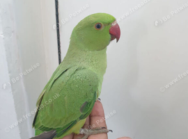Indian ringneck