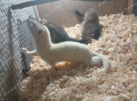 Hob ferret kits
