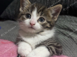 3 beautiful kittens
