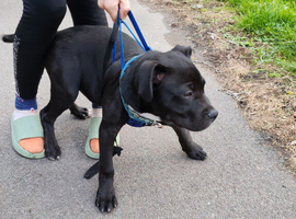 Rothwiler mix breed puppy
