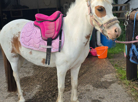 Coloured mare