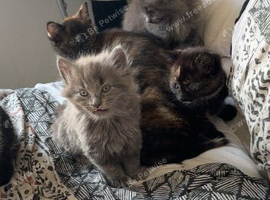 Kittens for sale