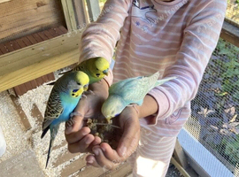 Budgies for sale