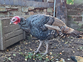 Norfolk black x Bourbon Red stag