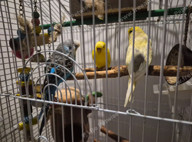 Budges for sale