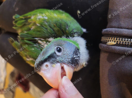 Baby hand reared Derbyan Parrot