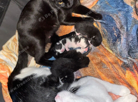 Kittens for sale