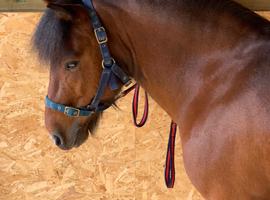 Dartmoor Gelding for sale