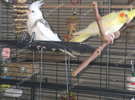 2 male cockatiels- Lutino and pied