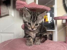 3 silver marble bengal cross kittens available!