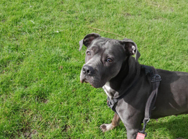 Cane corso X