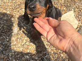 Duchshund puppy 16 weeks