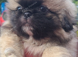 1 Pekingese Puppy