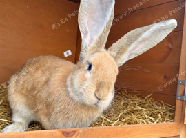 Female 4 month old continental giant rabbit