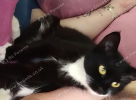 12month female cat