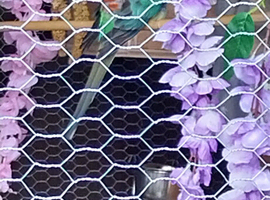 I have space for aviary birds what have you got please