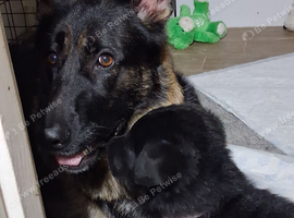 Female German shepherd