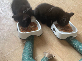Black British shorthair kittens