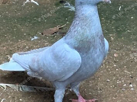 Ash red Opal Cock racing racer pigeon  RPRA ring