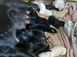 FEMALE PUP