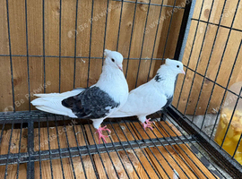 Hi everyone, I have a breeding pair of Iranian