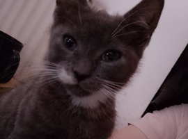 Grey little girl