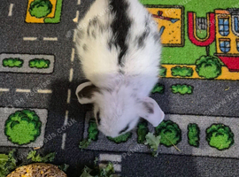 2 female boy mini lops